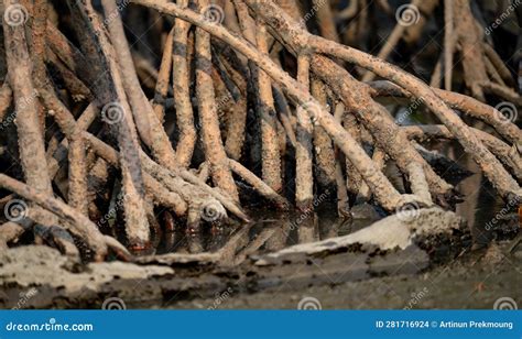 Roots Of Mangrove Trees