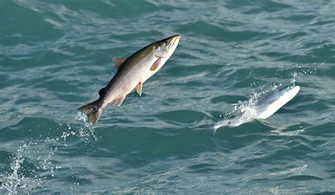 Catastrophic 90 Fall In Wild Salmon That Return To Ireland