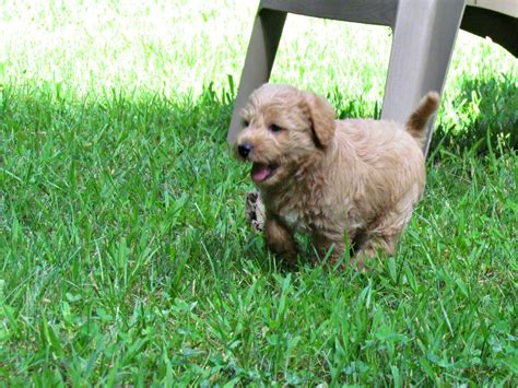 Growing Puppies - Virginia Schnoodle Breeder --Hypoallergenic Dogs ...