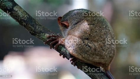 Philippine Tarsier Stock Photo - Download Image Now - Animal Body Part ...