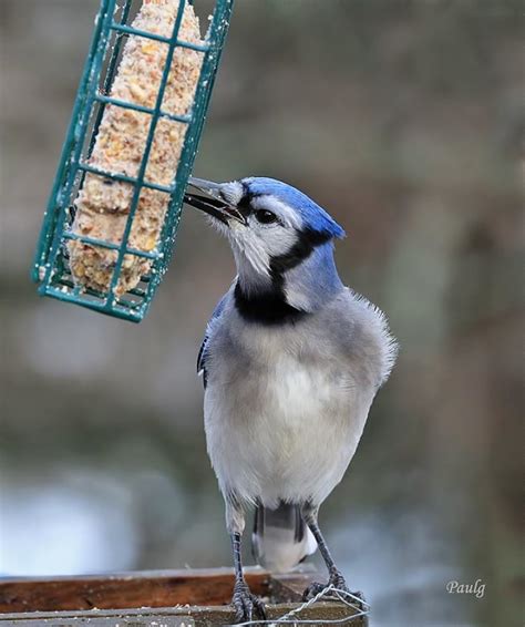 26 Beautiful Pictures Of Blue Jays And 9 Things You Need To Know About