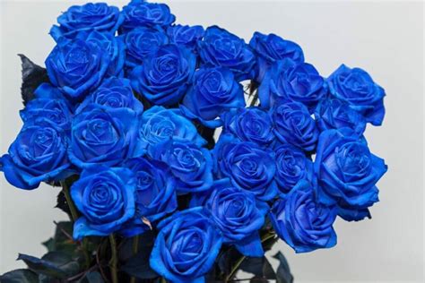 Ultimate Guide To Blue Rose Meaning And Symbolism Petal Republic