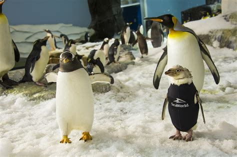 SeaWorld seamstress comes to the aid of featherless penguin