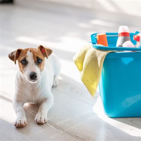 7 Best Pet-Safe Floor Cleaner Products and DIY Solutions 2025