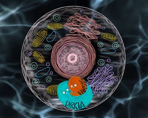 Protein interactions unveil molecular insights into Down syndrome 