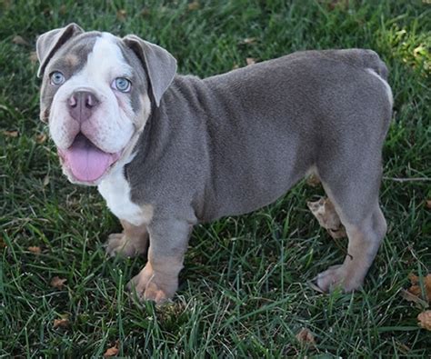 Rare Lilac Tri English Bulldog Puppy For Sale