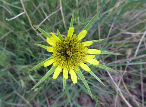 Weeds Of Boise Northwest Corner Of Ann Morrison Park Awkward Botany