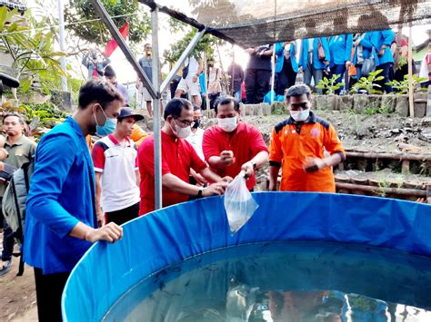 Desa Sumerta Kelod Denpasar Tebar 10 Ribu Bibit Ikan Lele SIARANBALI