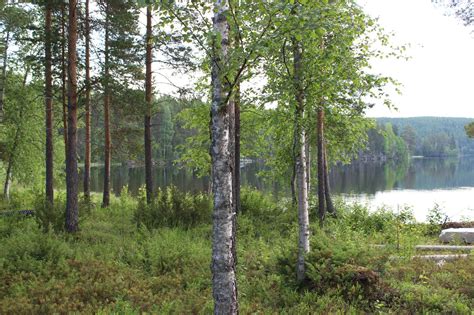 Land In Sweden For Sale Lycksele Västerbotten Sweden Estates