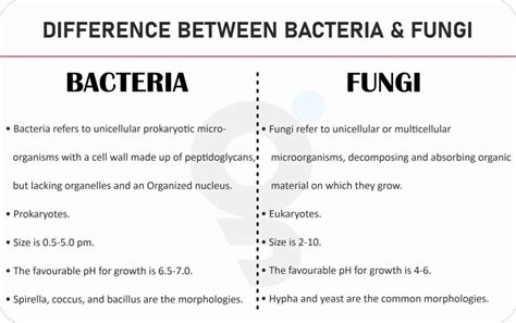 What is Difference Between Fungi and Bacteria?