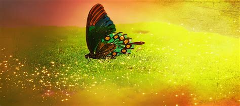 Free Images Nature Sunlight Leaf Flower Green Reflection Color Insect Butterfly