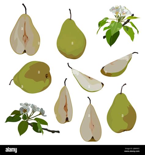 Pear Blossom Green Pear Whole Half Quarter Slices Ripe Juicy Fruit