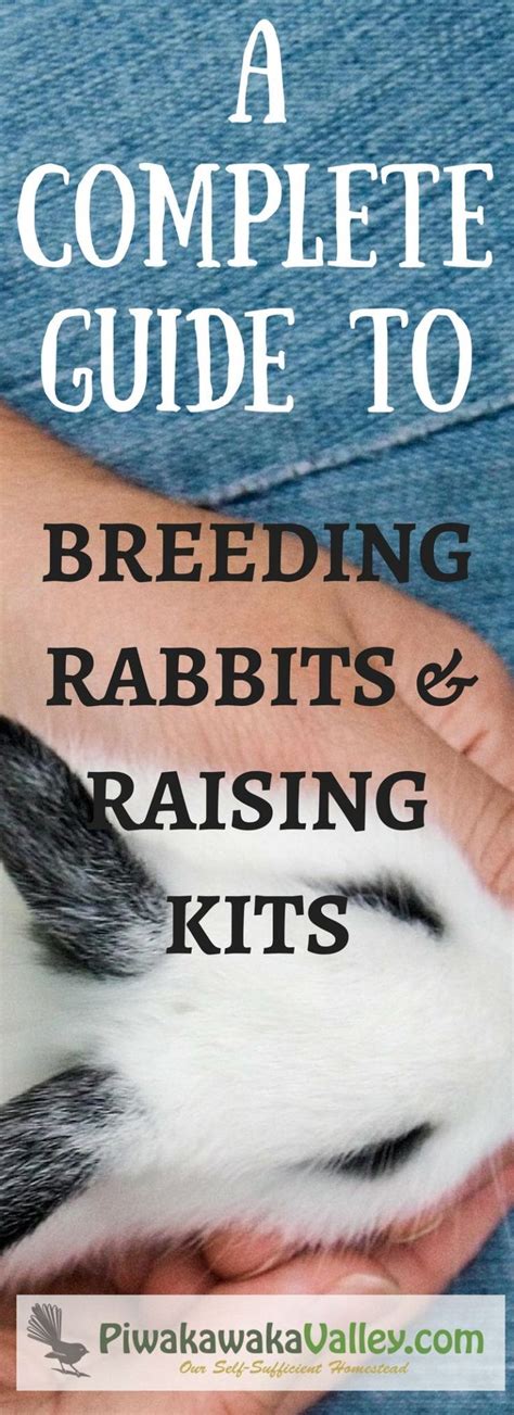 How To Breed Rabbits And Raise Healthy Kits Raising Rabbits Rabbit