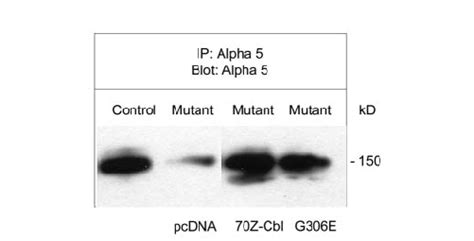 Cbl Mediated α5 Integrin Subunit Proteasome Degradation Induced By