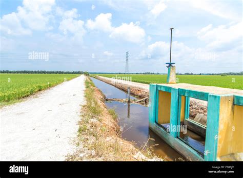 Water Canal For Paddy Rice Field Irrigation With Blue Skies Stock Photo