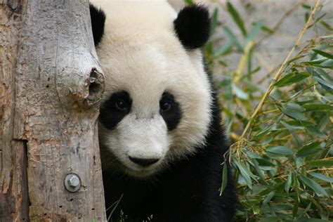 Img9193 Mei Lan Zoo Atlanta Paulette Flickr