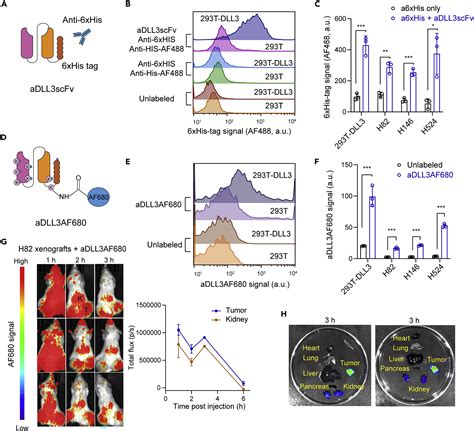 Dll Regulates Notch Signaling In Small Cell Lung Cancer Iscience