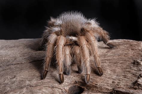 Aphonopelma Madera Images Stock Photos D Objects Vectors