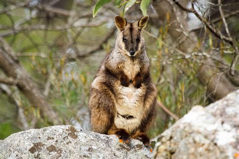 Bunya Mountains, Crows Nest & more - WildlifeMoments.de