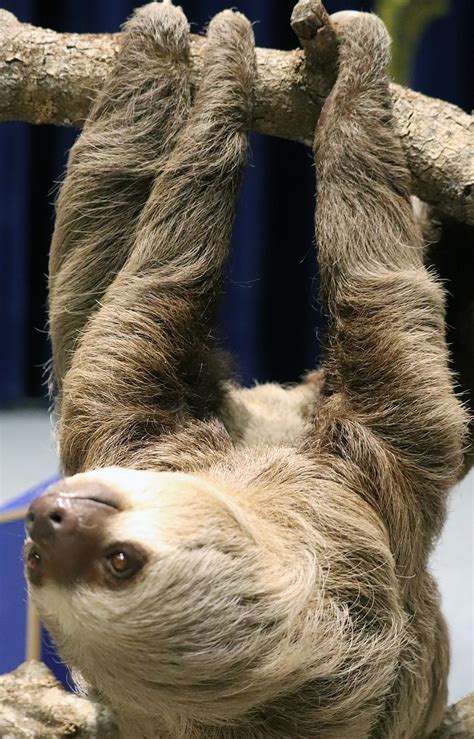 100+ Free Sloth & Animal Images - Pixabay