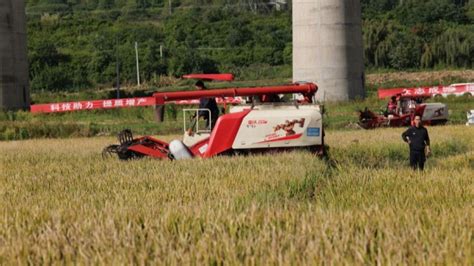 Hybrid Rice Field Achieves Single Season Yield Of 12515 Kg Per Mu In Sw China Shine News