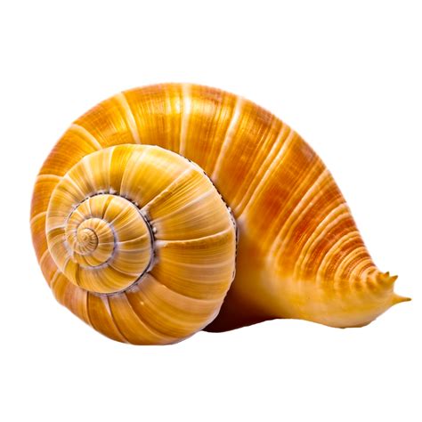 Ai Generative Conch Shell Png 23858903 Png