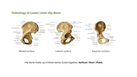 Solution Bones Of Lower Limbs Studypool