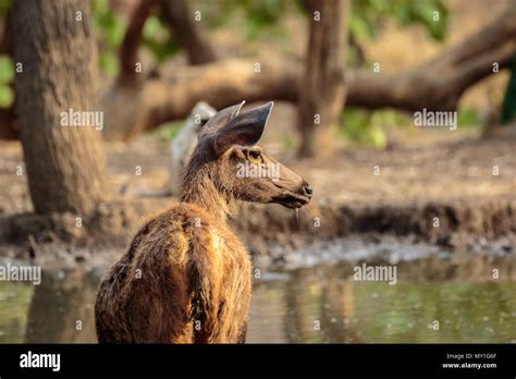 indian sambar deer Stock Photo - Alamy