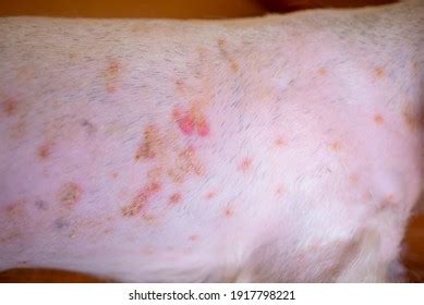 Closeup Disease On Dog Skindermatitis Dogskin Stock Photo 1917798221 ...