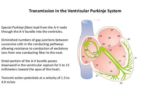 Dr Sabir Hussain Cvs Notes