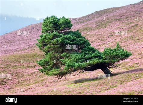 Scots Pine Tree Pinus Sylvestris Amongst Ling Heather Calluna