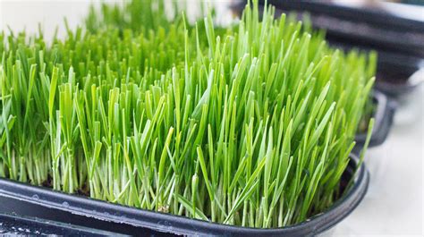 Wheatgrass Microgreens 2014 Flickr