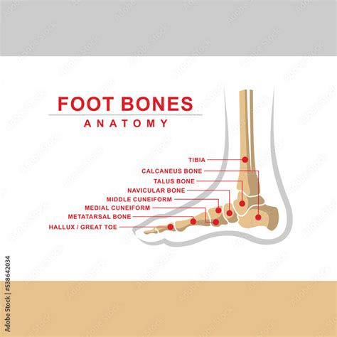 foot bones anatomy, foot bones vector Stock Vector | Adobe Stock