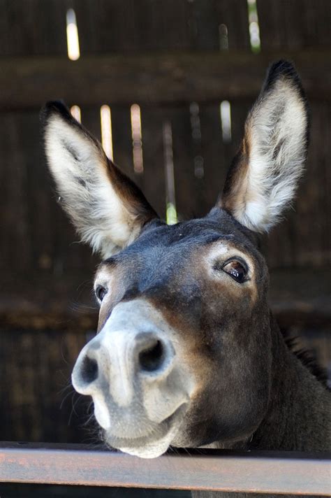 Download free photo of Donkey, long ears, portrait, funny, sweet - from ...