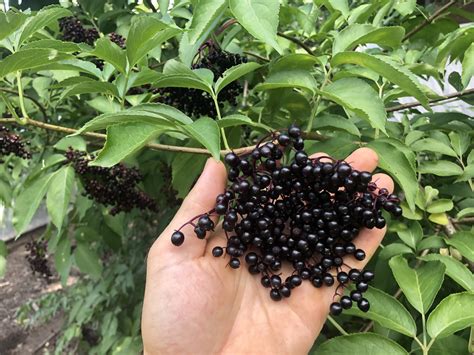 Elderberry — Edible Acres