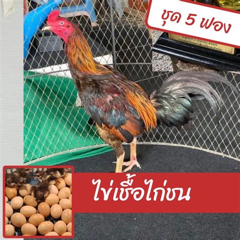 ไข่เชื้อไก่ชน ชุด 5 ฟอง Th