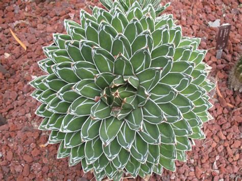 Agave Victoriae Reginae Queen Victoria Agave World Of Succulents