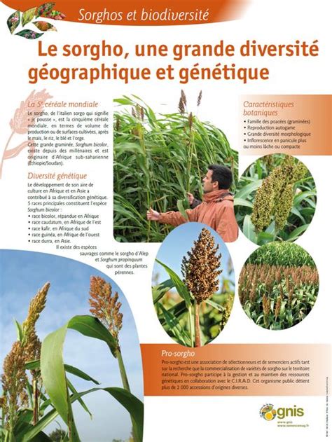 Le sorgho faire rimer agriculture et biodiversité