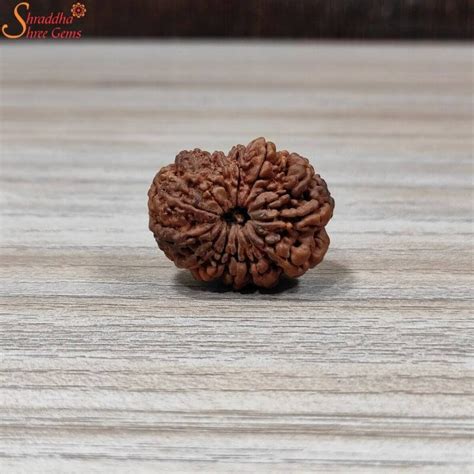 Natural Nepal Mukhi Rudraksha Shraddha Shree Gems