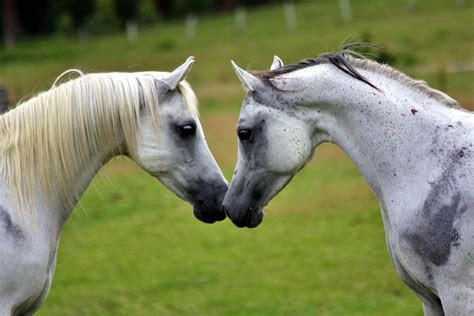 Equine Behaviour Unwrapped Conference Gets The Go Ahead