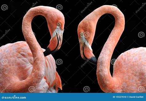 Two Flamingo Lovers Stock Photo Image Of Waterfowl Nature 15527010