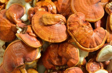 Reishi Mushroom Benefits For Skin How To Grow Mushrooms