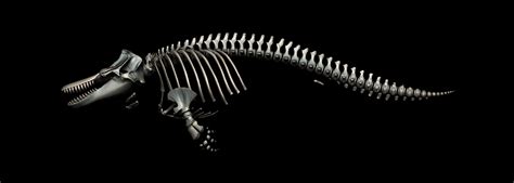 Killer Whale Skeleton Diagram