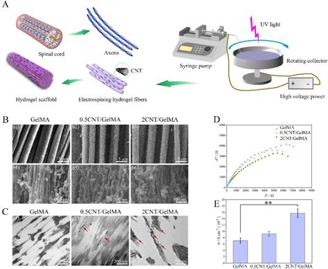 Figure 1 From Axon Like Aligned Conductive Cnt Gelma Hydrogel Fibers Combined With Electrical