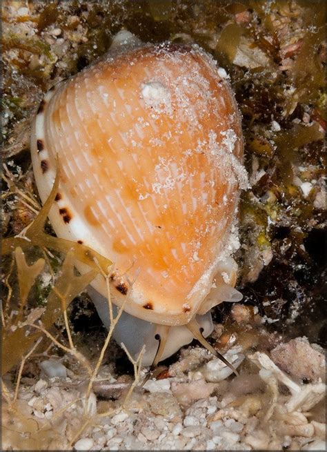 Cypraecassis Testiculus Linnaeus 1758 Reticulate Cowrie Helmet Live