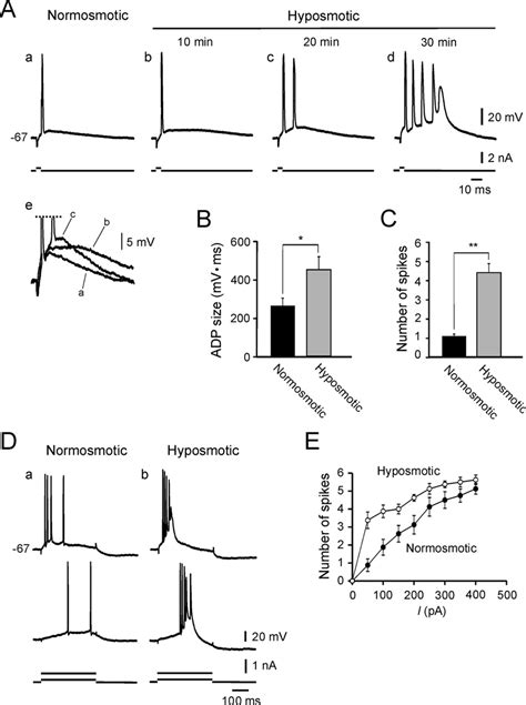 Hyposmolarity Facilitates The Spike ADP Induces Bursting And Enhances