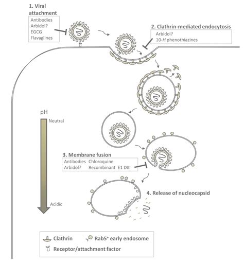 Chikungunya Structure