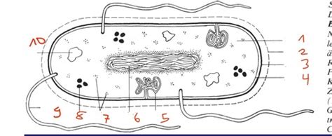 Echte Bakterien Beschriften Flashcards Quizlet