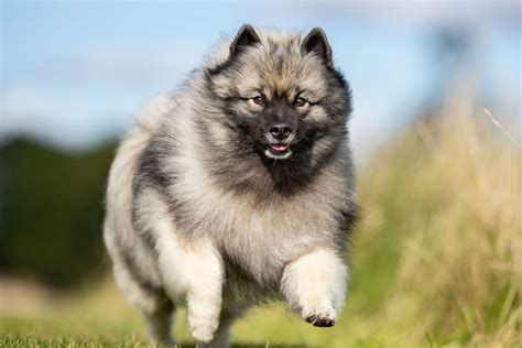 Keeshond Dog Breed Information And Characteristics