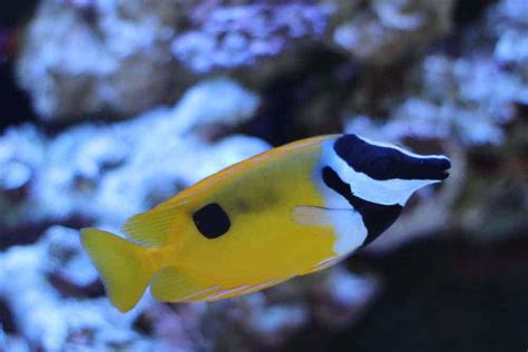 Foxface Fish Complete Guide To Care Breedings Tank Size And Disease